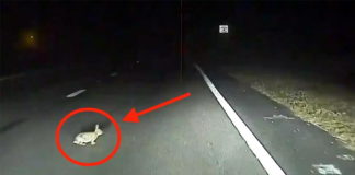 Tesla autopilot
