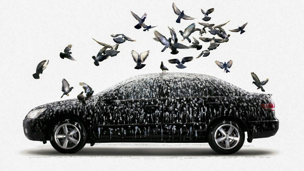 Bird Bird