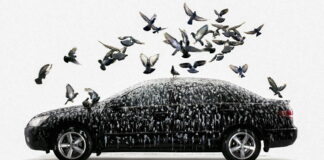 Bird