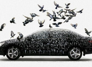 С высоты птичьего помёта: как отпугнуть пернатых от машины Bird