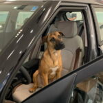 Dog in autosalon