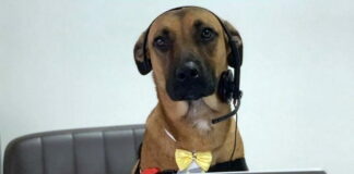 Dog in autosalon