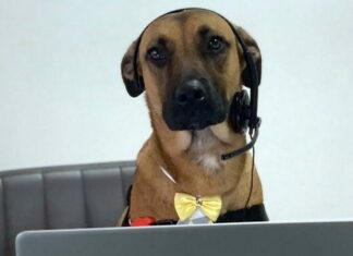 Менеджер года: как бездомный пёс устроился на работу в автосалон Dog in autosalon
