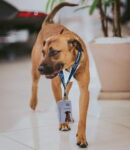 Dog in autosalon