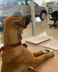 Dog in autosalon