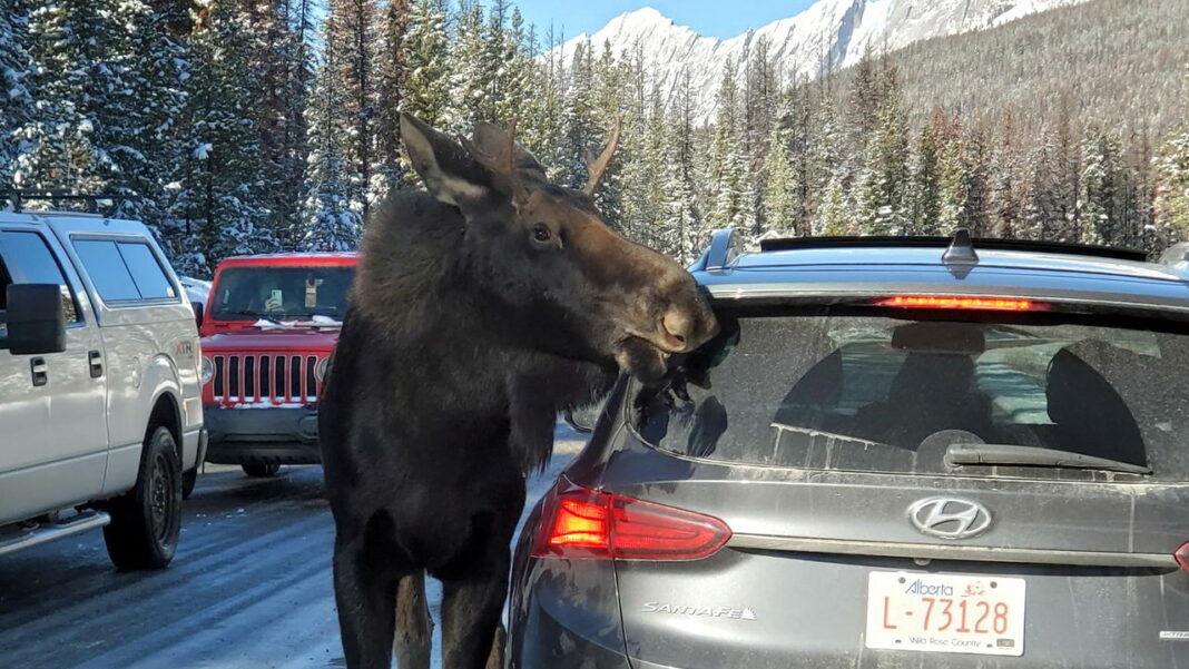 moose cover moose