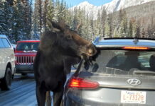 Загадка для сообразительных: почему лоси нападают на автомобили? moose