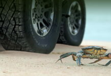Как краб: смотрите, в каком удивительном режиме ездит возрожденный Hummer Hummer CrabWalk