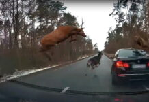 Встречали оленей на дороге? Самых настоящих! Олени на дороге