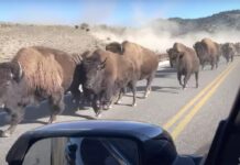 Не для слабонервных: стадо бизонов мчится навстречу, ваши действия? Bisons