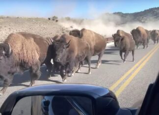 Не для слабонервных: стадо бизонов мчится навстречу, ваши действия? Bisons