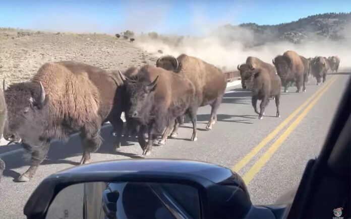 Bisons Bisons