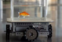Умеют ли рыбки управлять автомобилем? Да, если они – золотые Fish Car