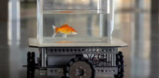 Fish Car