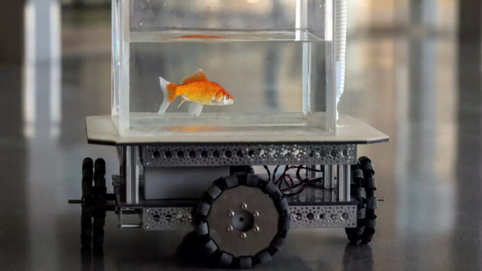 Fish Car Fish Car