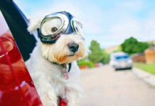 Українців каратимуть за перевезення собак: якими будуть штрафи Dog in car