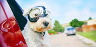 Dog in car