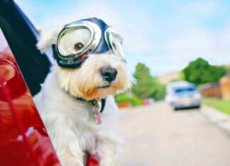 Українців каратимуть за перевезення собак: якими будуть штрафи Dog in car