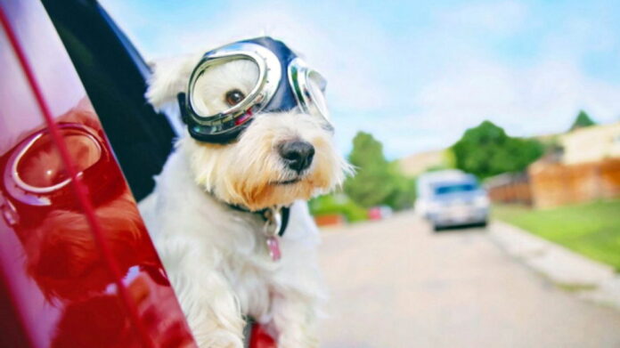Dog in car Dog in car