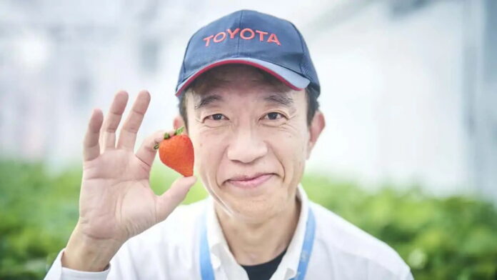 toyota-grows-strawberries toyota-grows-strawberries