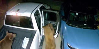 Bear_Jeep