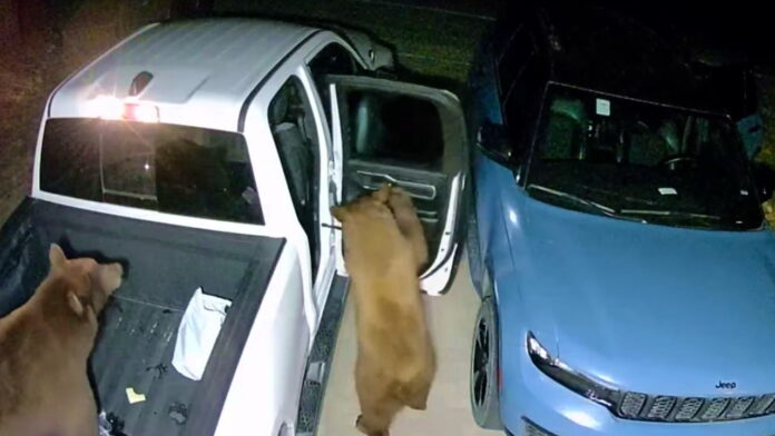 Bear_Jeep 1 Bear_Jeep