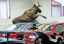 Битва за екологію: лось атакував автомобілі у салоні BMW (відео) moose-in-bmw