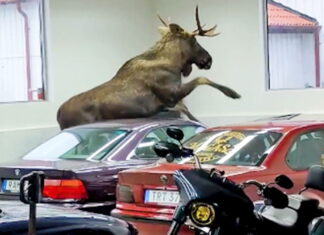 Битва за екологію: лось атакував автомобілі у салоні BMW (відео) moose-in-bmw