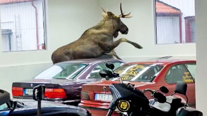 moose-in-bmw-shop moose-in-bmw