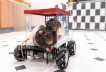 Щурів навчили керувати автомобілем – їм дуже сподобалося Rats hitting the road