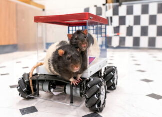 Щурів навчили керувати автомобілем – їм дуже сподобалося Rats hitting the road